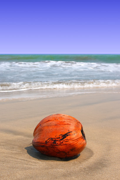 沙滩上的椰子图片下载