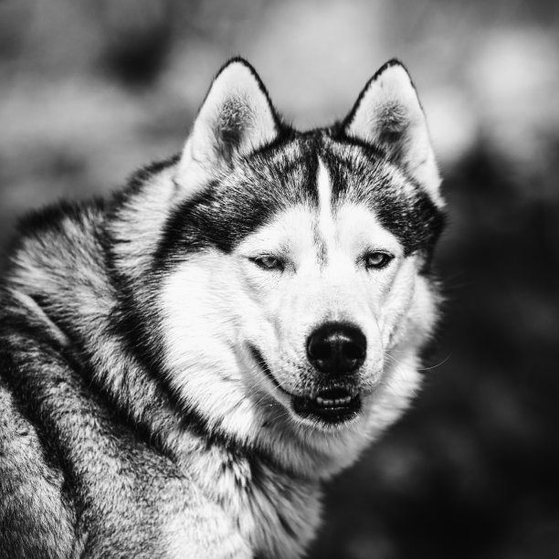 雪橇狗的肖像，哈士奇狗图片下载