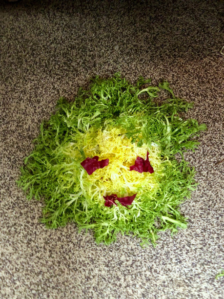 我记得Endiviengesicht图片下载