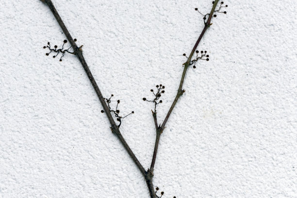 在白色墙壁上的细部粘附茎脉状灌木图片下载