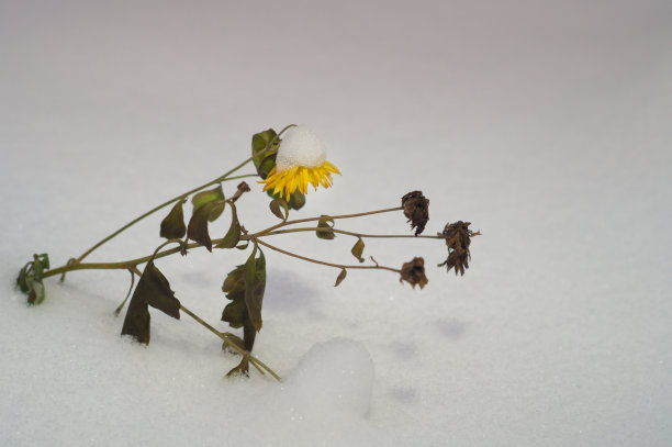 枯萎的菊花。图片下载
