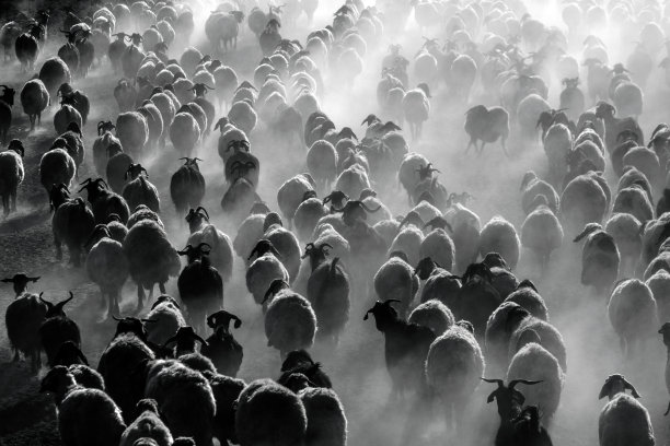 一群羊图片下载