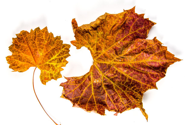 秋天的落叶图片下载