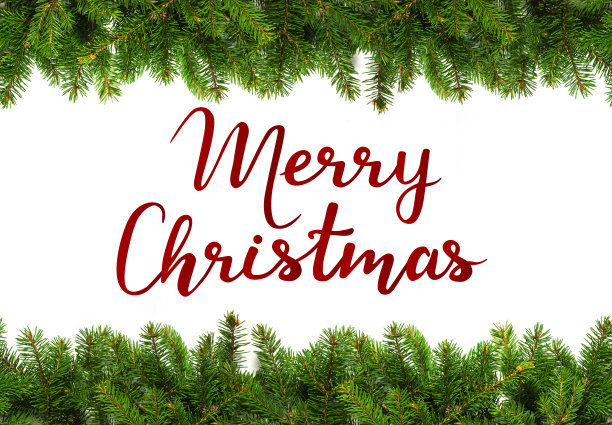 白色背景上的常绿树枝图片下载