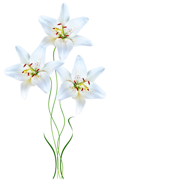 明亮的百合花图片下载