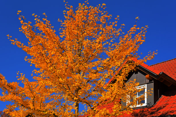 红色在秋天图片下载