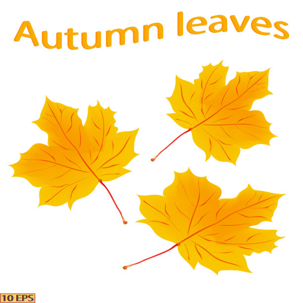 一组枫叶。明亮的秋叶。黄色和红色的秋叶，孤立在白色的背景上。向量。素材图片