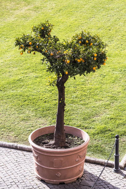 桂树长在花园里图片下载