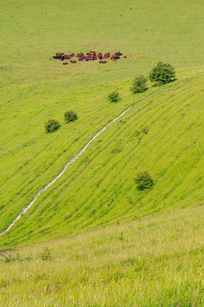 田野里的奶牛图片下载