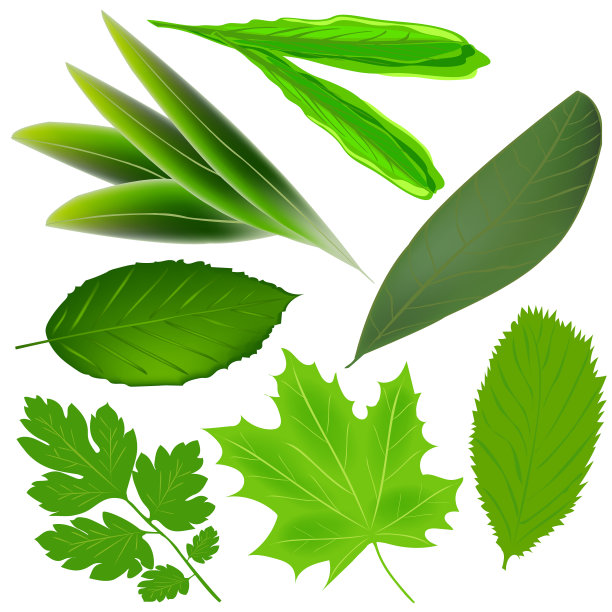 一组绿叶孤立在白色的背景。绿色热带叶。不同植物的叶子。向量。图片下载