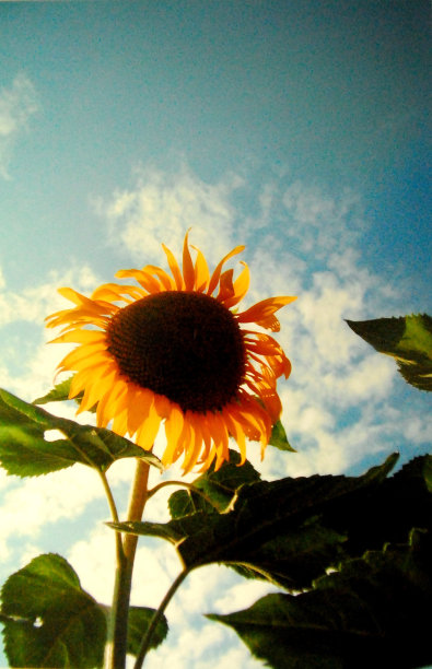 向日葵日光浴图片下载
