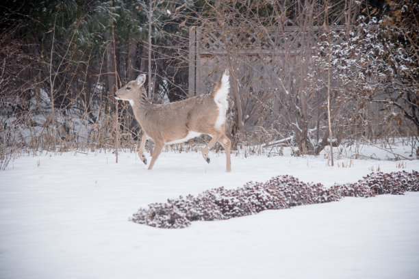 警报鹿图片下载