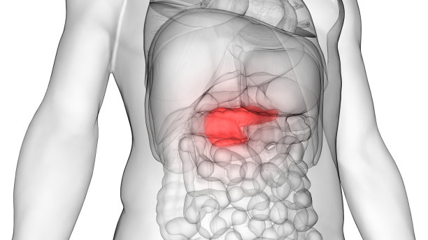 人体器官解剖(胰腺)图片下载