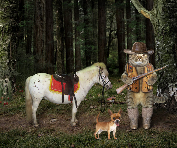 猫猎人与马图片下载