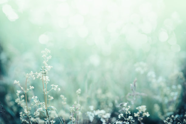 清晨的阳光洒在草地和鲜花上。素材图片