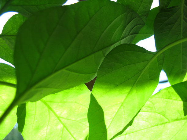 绿色的树叶图片下载