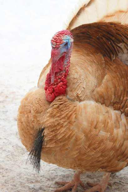 布朗土耳其图片下载