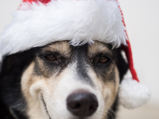 在圣诞和新年长假期间，一只戴着红色圣诞老人帽的狗的特写照片。这只狗笑得很开心。图片下载