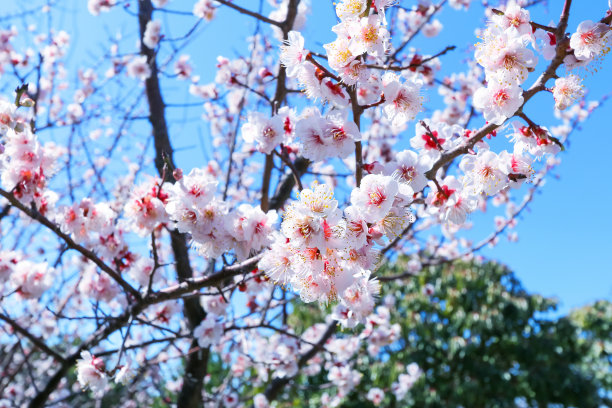 浪漫樱花图片素材ID：312616080