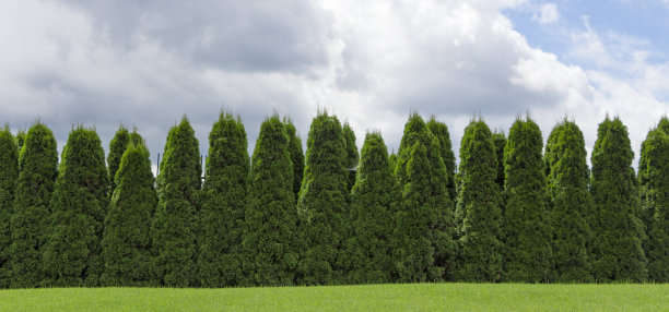 从常青植物的乡村篱笆篱笆碎片图片下载
