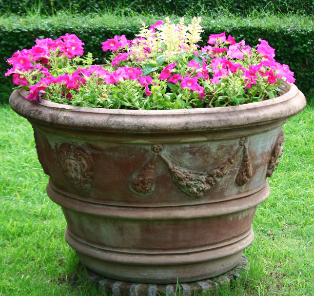 粉红色的花朵图片下载