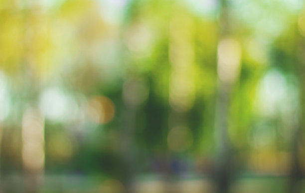 模糊的壁纸。森林散景背景。图片下载
