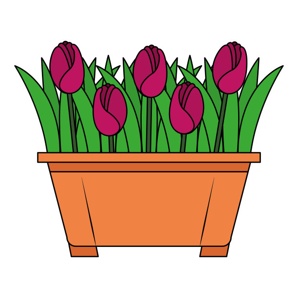 花盆中种植的美丽玫瑰图片下载