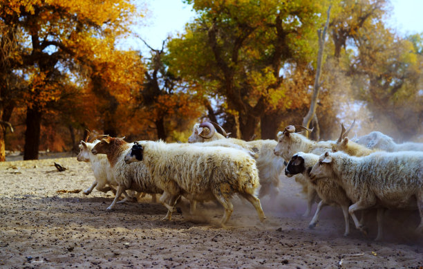 最终的秋天和绵羊在日出素材图片
