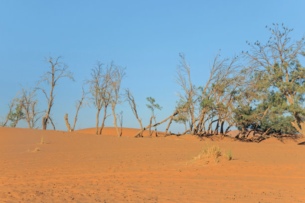 沙漠中生长的绿树图片下载