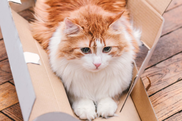 集中和愤怒的姜猫在盒子里图片下载