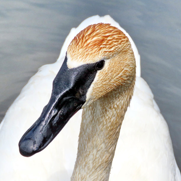 2016 Thornhill号手天鹅图片下载