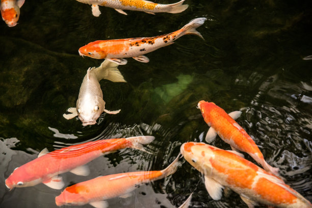 鲫鱼或锦鲤是黑龙江鲤鱼的一种非正式的彩色变种。图片下载