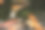 鲫鱼或锦鲤是黑龙江鲤鱼的一种非正式的彩色变种。图片下载