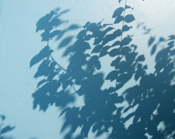 那棵树模糊的影子映在蓝色的水泥墙上图片下载