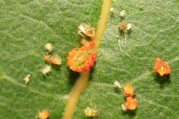 野外植物上的朱砂叶螨素材图片