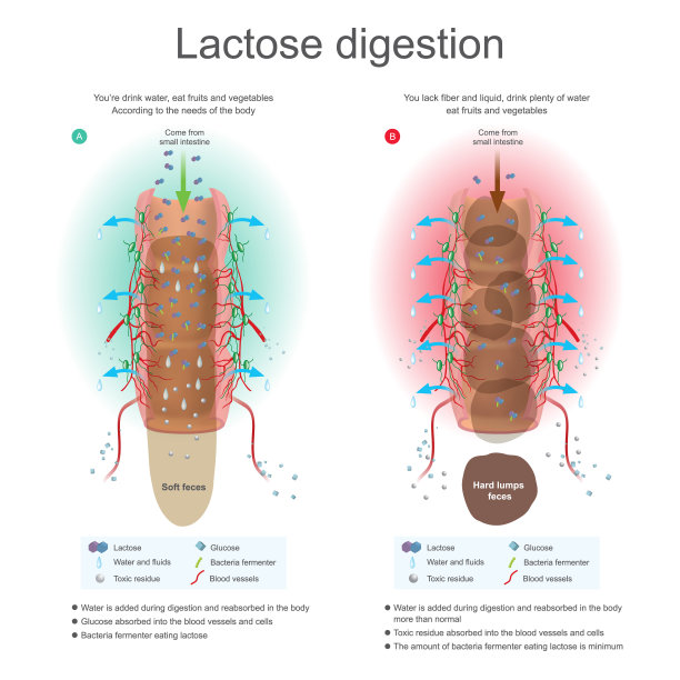 乳糖消化。图片下载