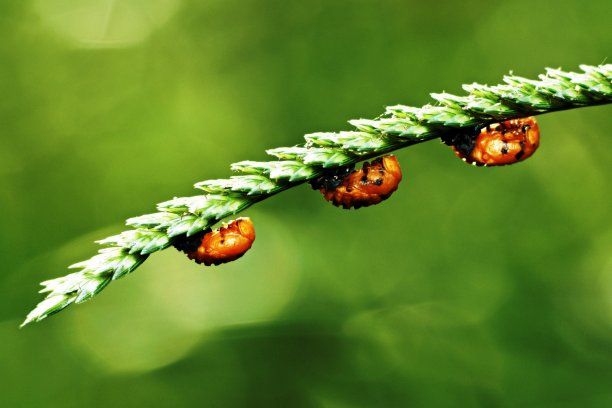 近距离观察3只橙色的昆虫倒挂在草花上。图片下载