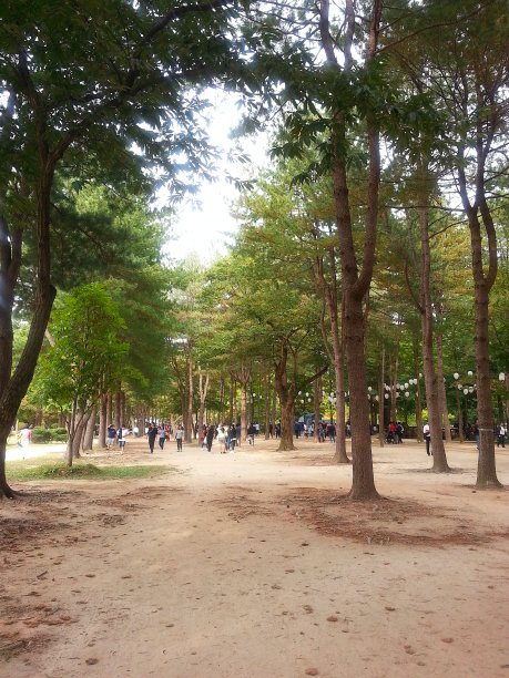 秋天公园里的绿树图片下载