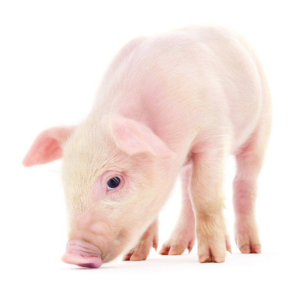 猪在白图片下载