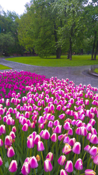 花坛。图片下载