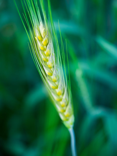自然的照片图片下载