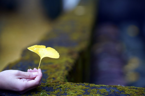 手握一片秋叶图片下载