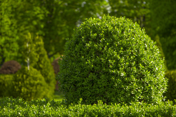 带有新鲜绿叶的黄杨木在花园里丛生图片下载