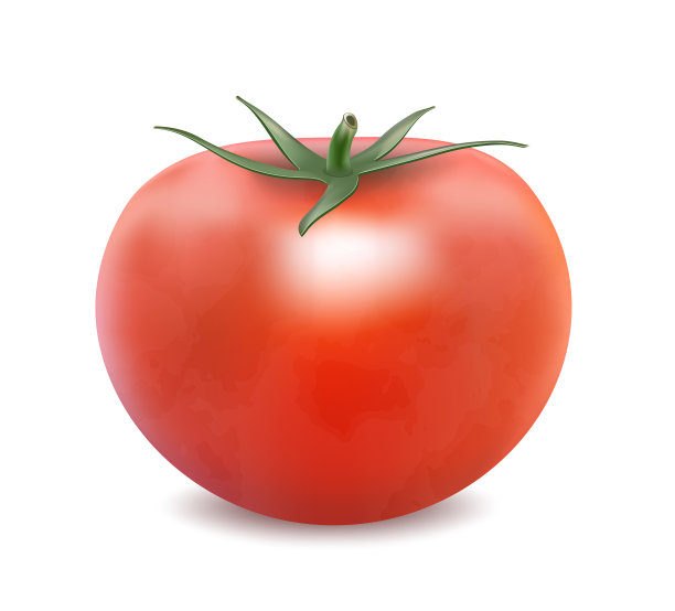 白色背景上孤立的番茄图片下载