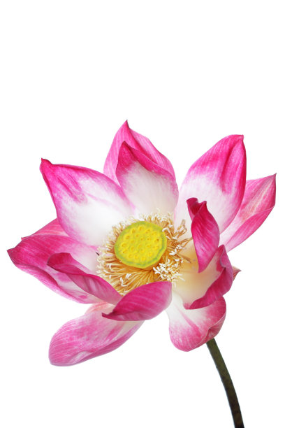 近距离的美丽盛开的宏伟荷花孤立在白色的背景。图片下载