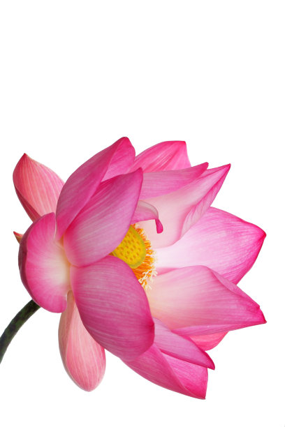 近距离的美丽盛开的宏伟荷花孤立在白色的背景。图片下载
