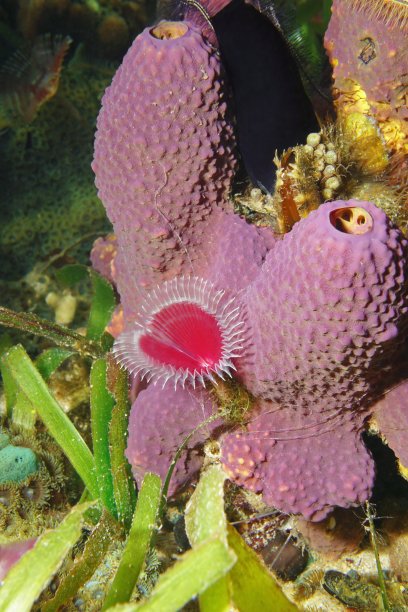 分支管海绵与鸡毛掸子蠕虫图片下载