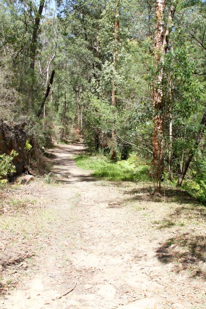 穿过澳大利亚丛林的土路图片下载