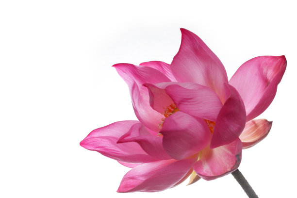 盛开的荷花孤立在白色背景上。图片下载