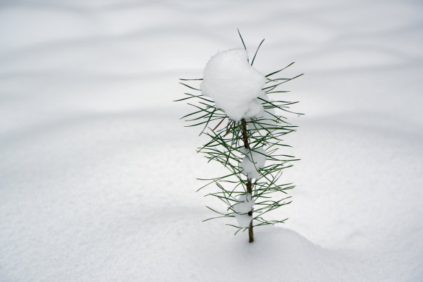 松小芽图片下载